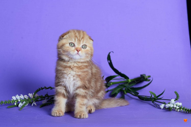 Шотландские котята скоттиш фолд