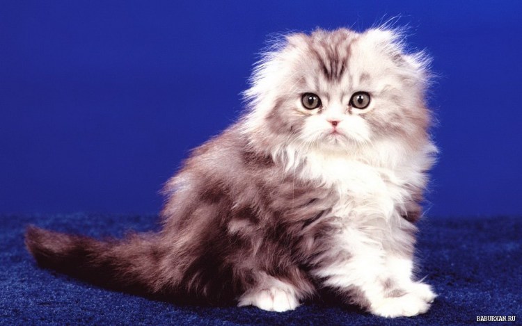 Вислоухий хайленд фолд