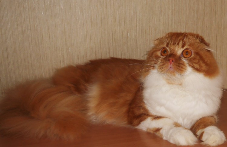 Шотландский вислоухий хайленд фолд рыжий