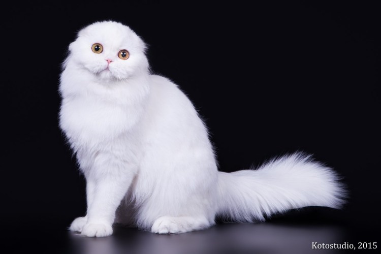 Порода хайленд фолд