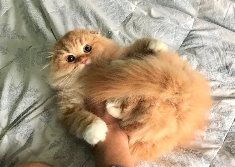 Британская длинношёрстная кошка рыжая котенок