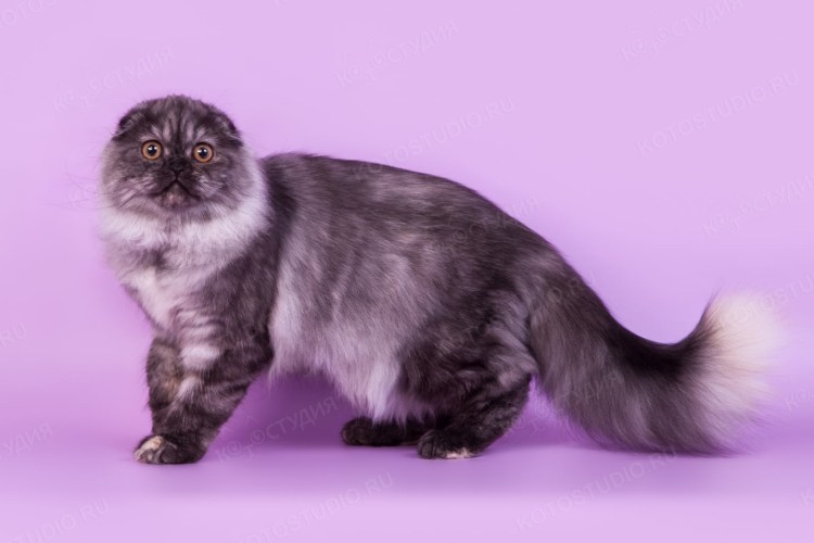 Шотландская вислоухая длинношерстная