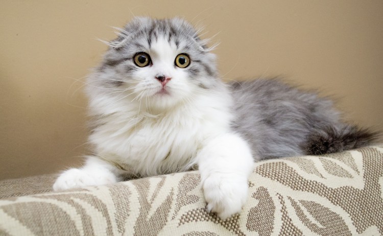 Норвежская вислоухая кошка