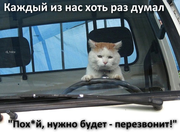 Кот за рулем