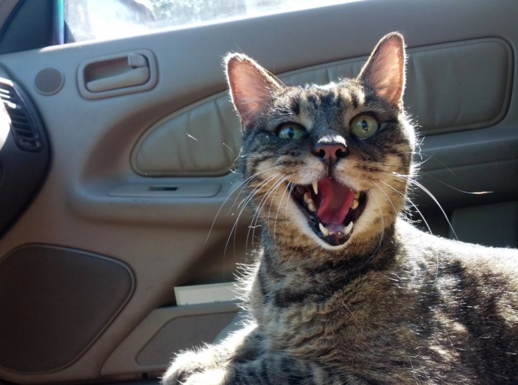 Кошка в машине