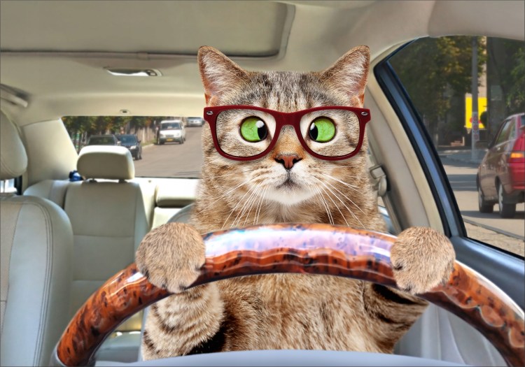 Кот за рулем