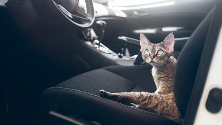 Путешествие с кошкой на машине