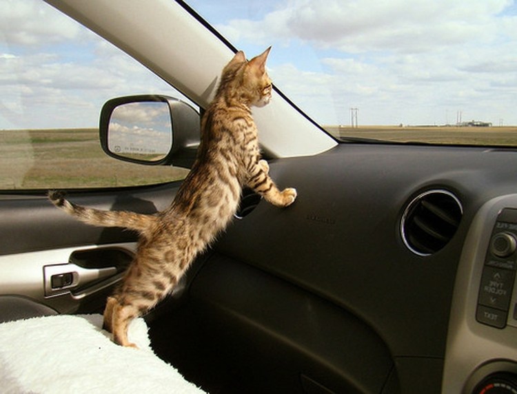 Котенок за рулем