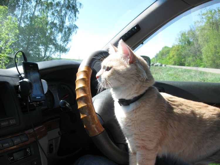 Кошак за рулём