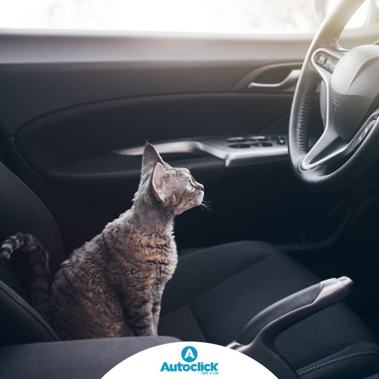 Кот за рулем