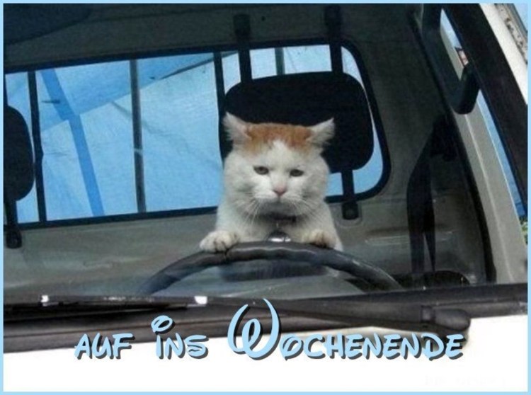 Кот за рулем автобуса