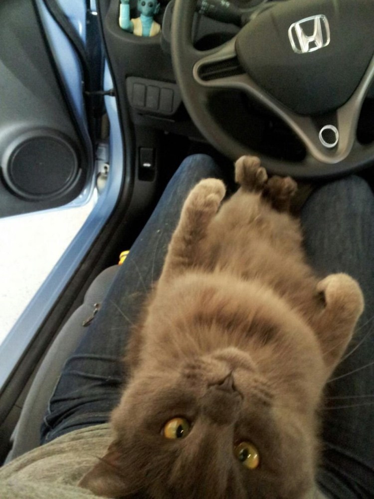 Кошки рулят