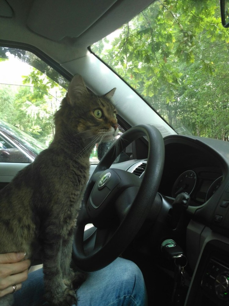 Кошка на руле