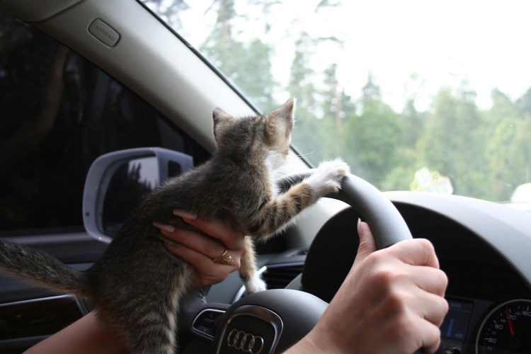 Мышь за рулем