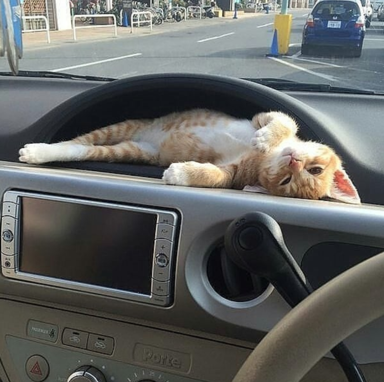 Кот на торпеде автомобиля