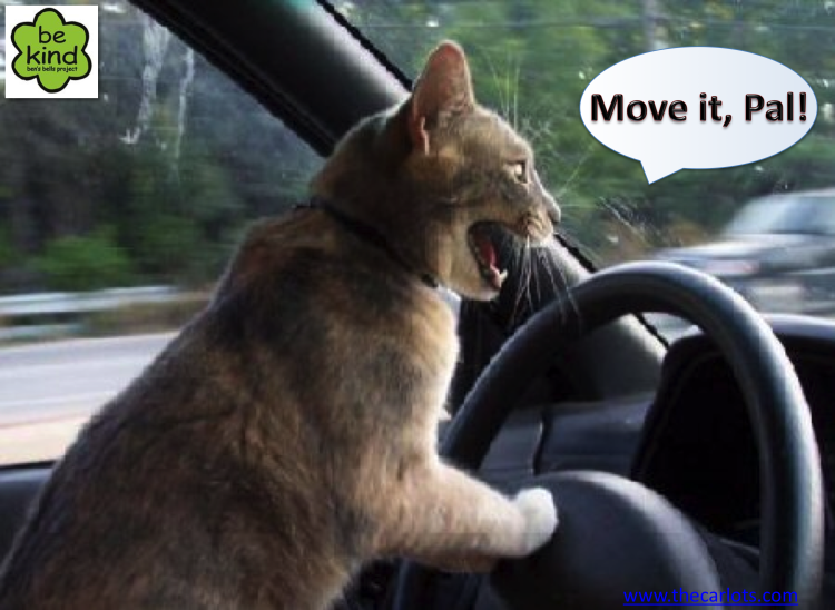 Кот за рулем