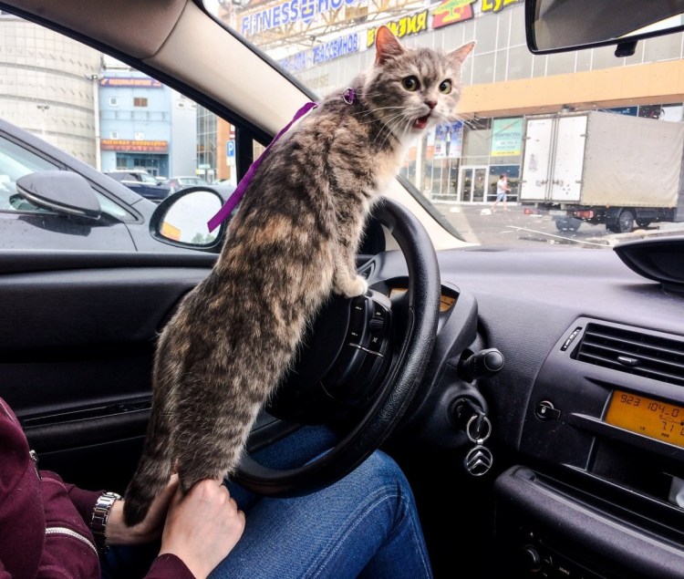 Котик за рулем