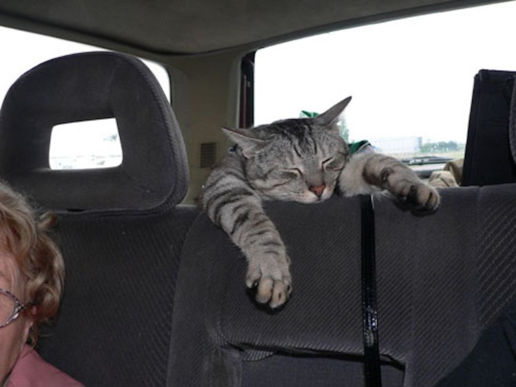 Кошка едет в маршрутке