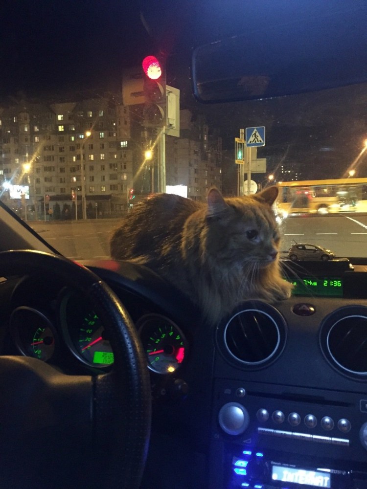 Кошка в салоне машины