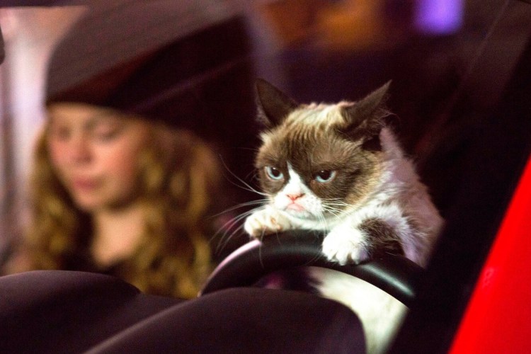 Кот за рулем Мем