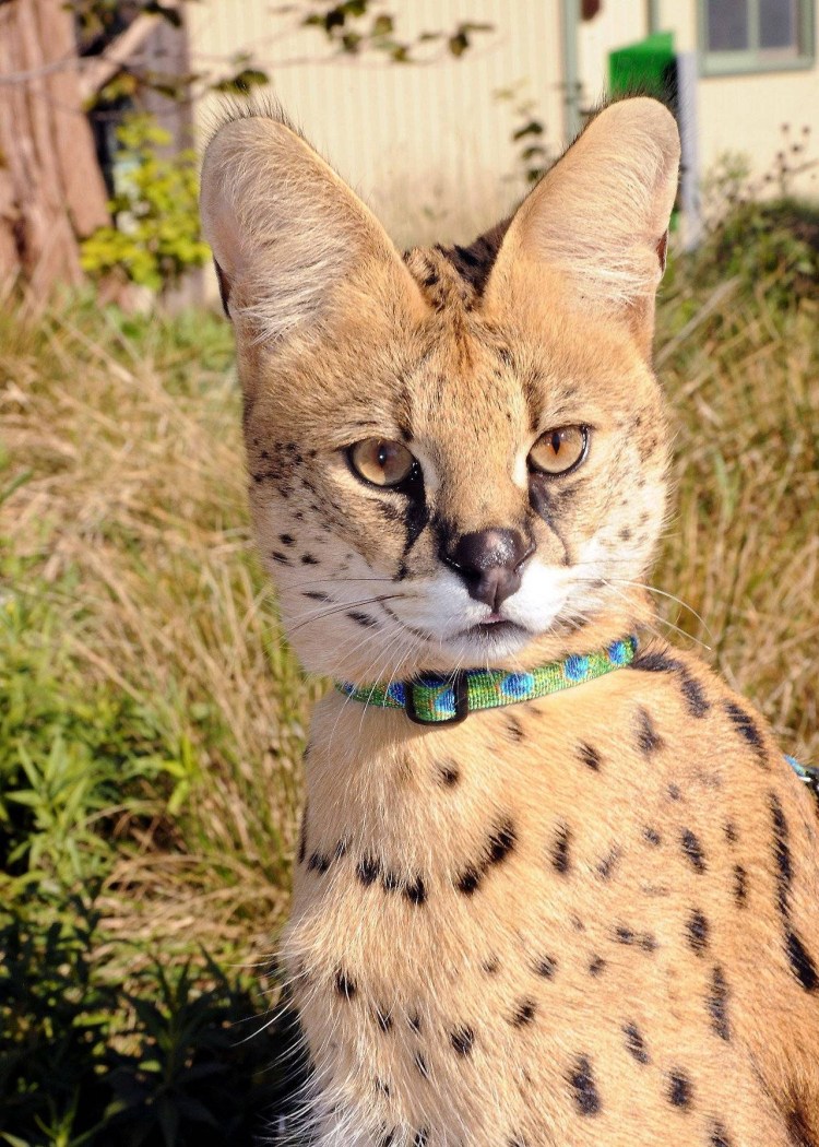 Сервал кошка