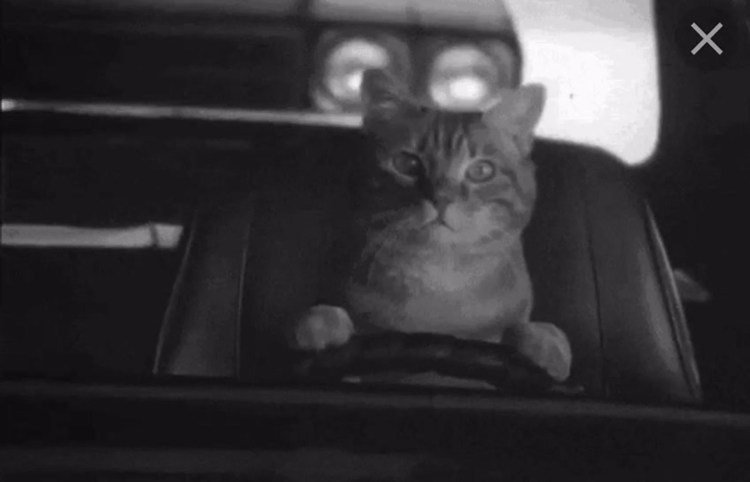 Кот за рулем