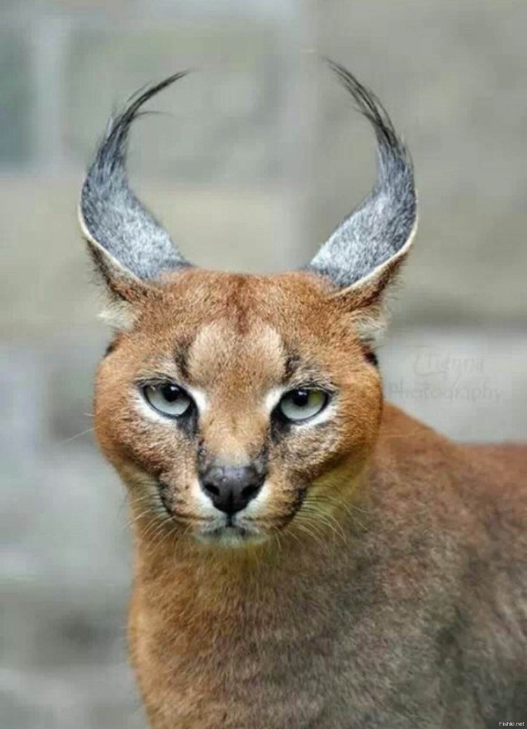 Каракал Нефертити