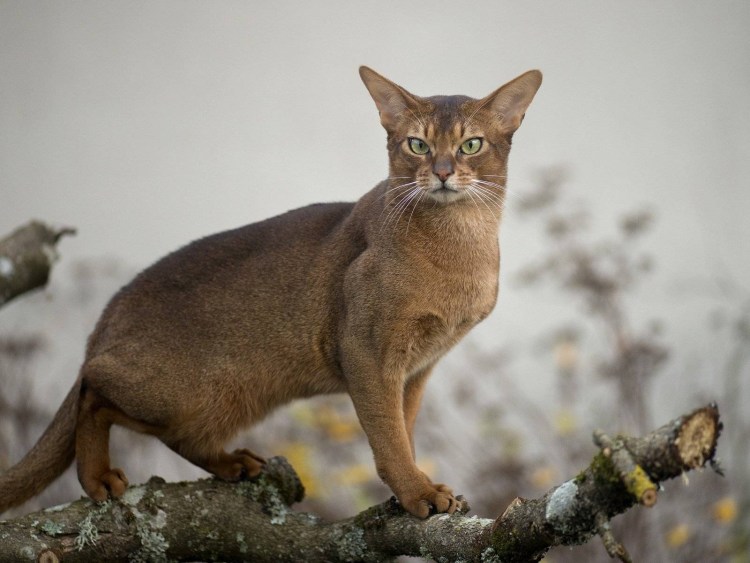 Абиссинская Пума