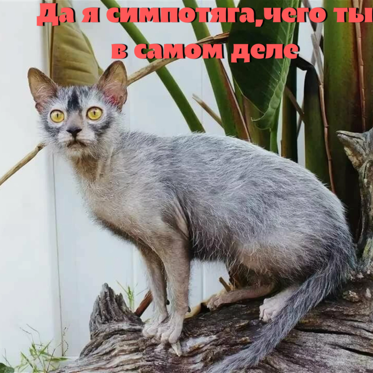 Кот оборотень Ликой