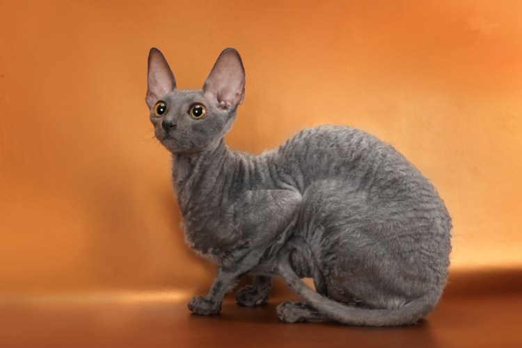 Корниш рекс кошка
