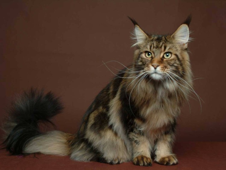 Кошка-Рысь порода Мейн кун