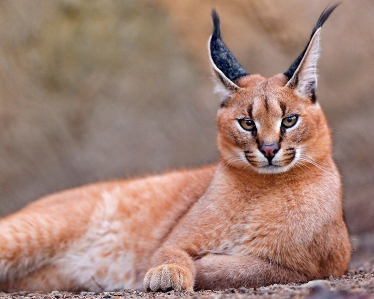 Каракал Степная Пума