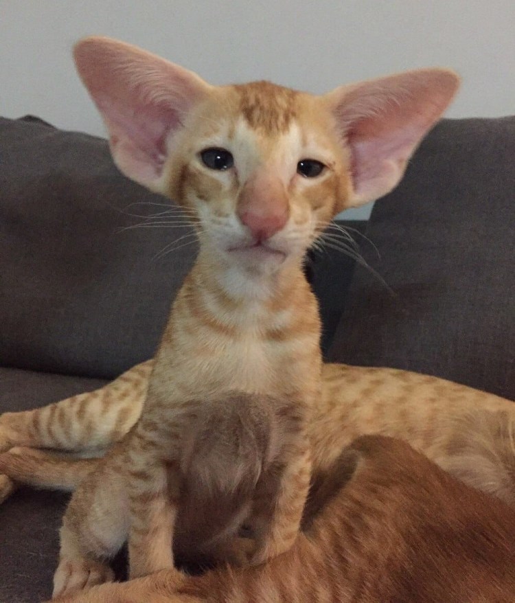 Коты ориенталы грузины