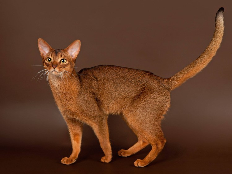 Абиссинская кошка породы кошек