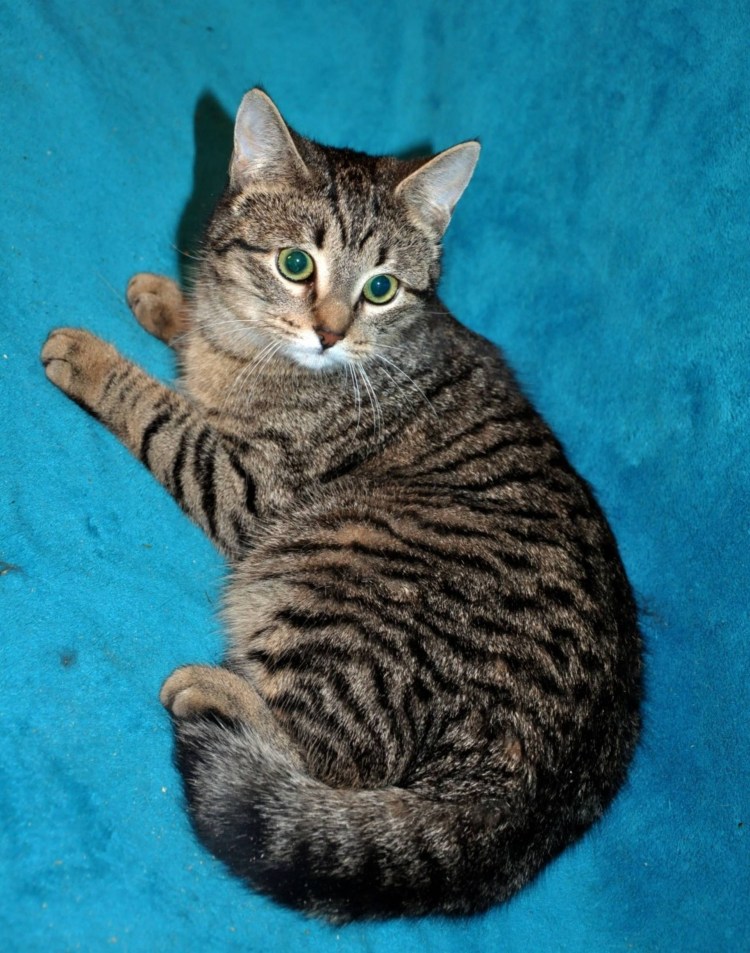 Табби макрель