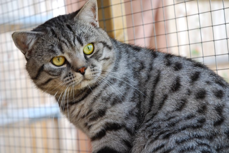 Табби макрель