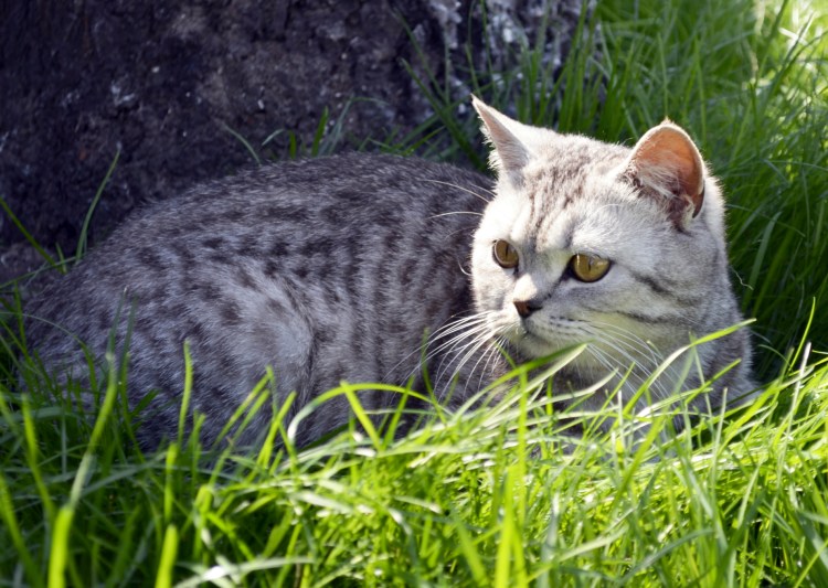 Британская кошка табби