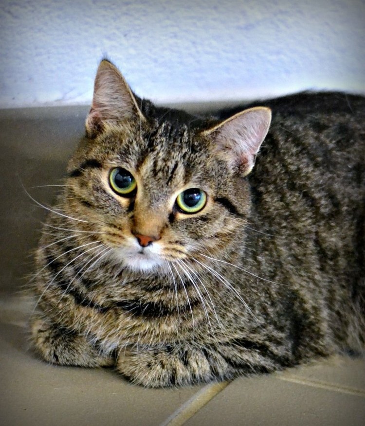 Европейская короткошерстная табби