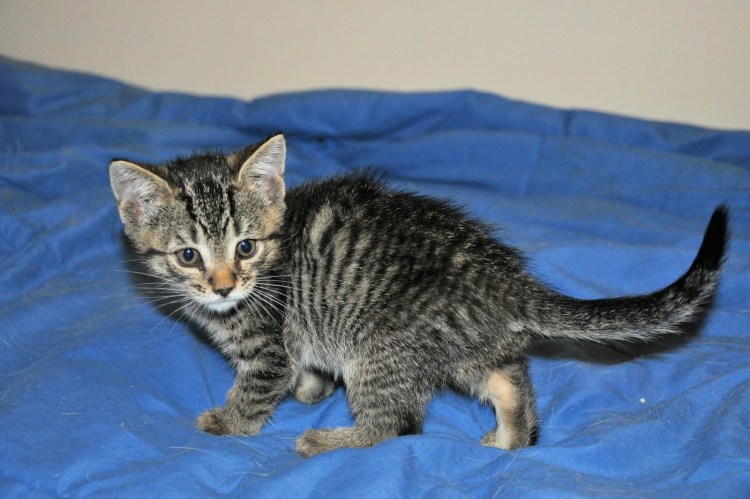 Полосатый кот табби