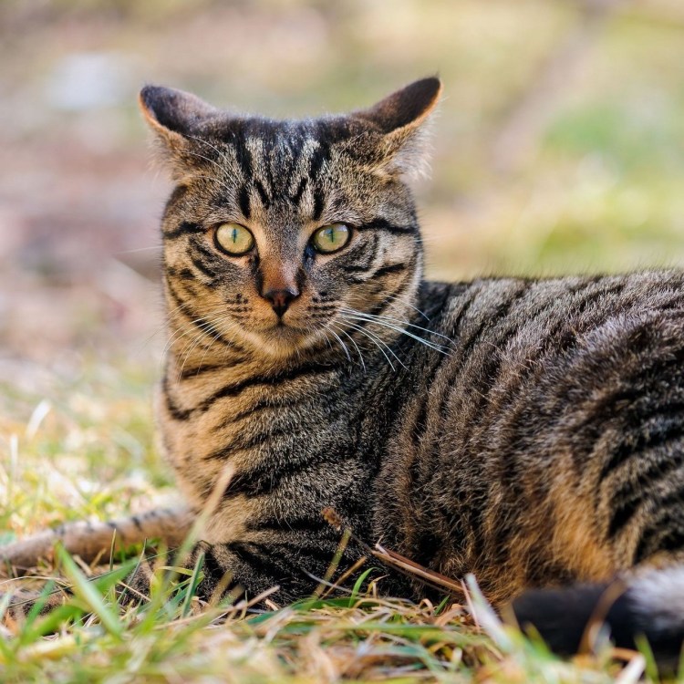 Бенгальская кошка табби полосатый