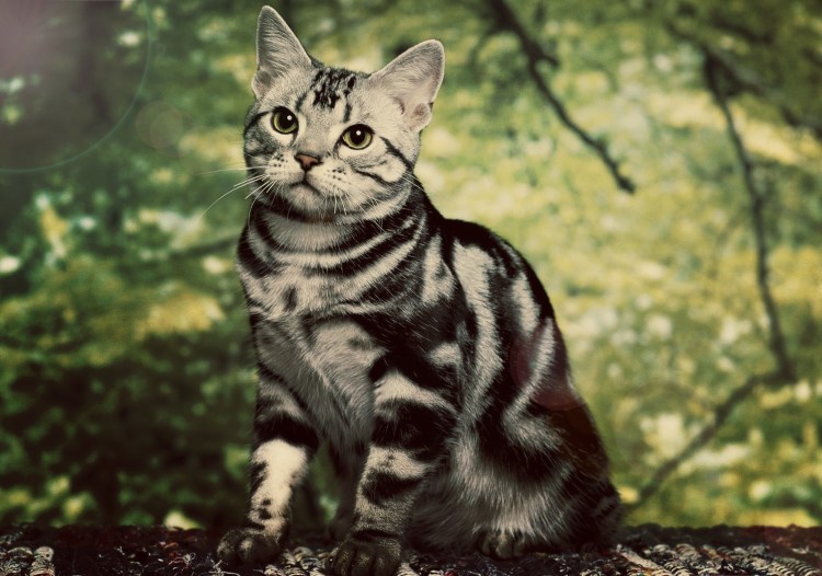 Табби макрель полосатый