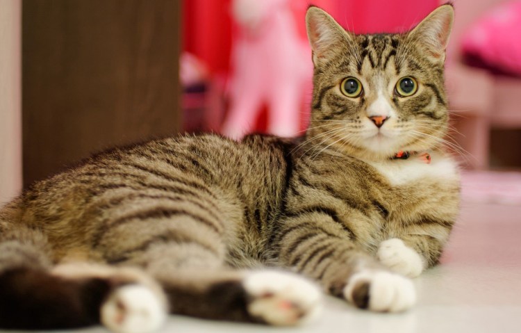 Полосатая кошка