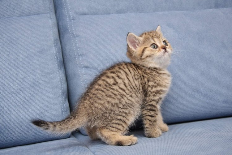 Шотландский скотчштрайд