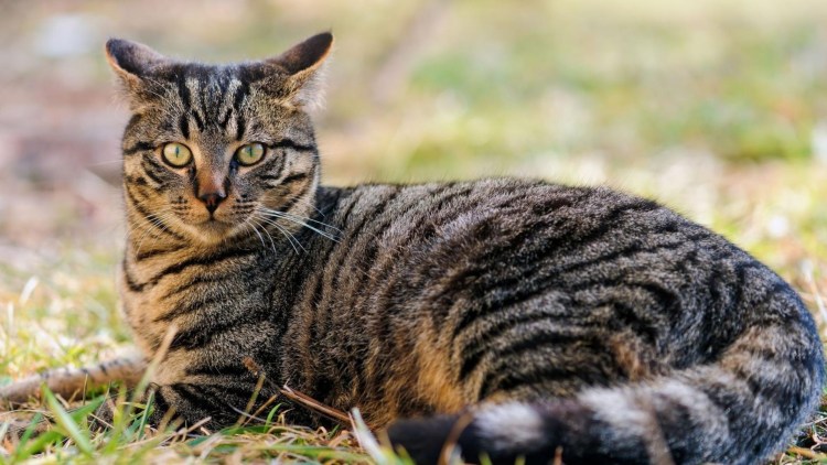 Табби макрель тигровый