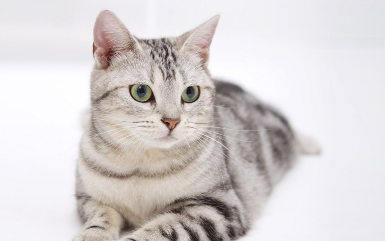 Мериканская короткошёрстная кошка