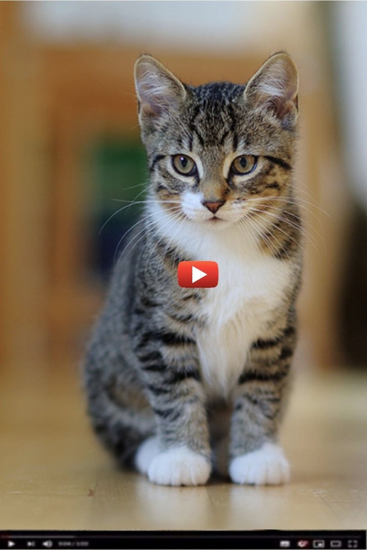 Короткошерстный табби