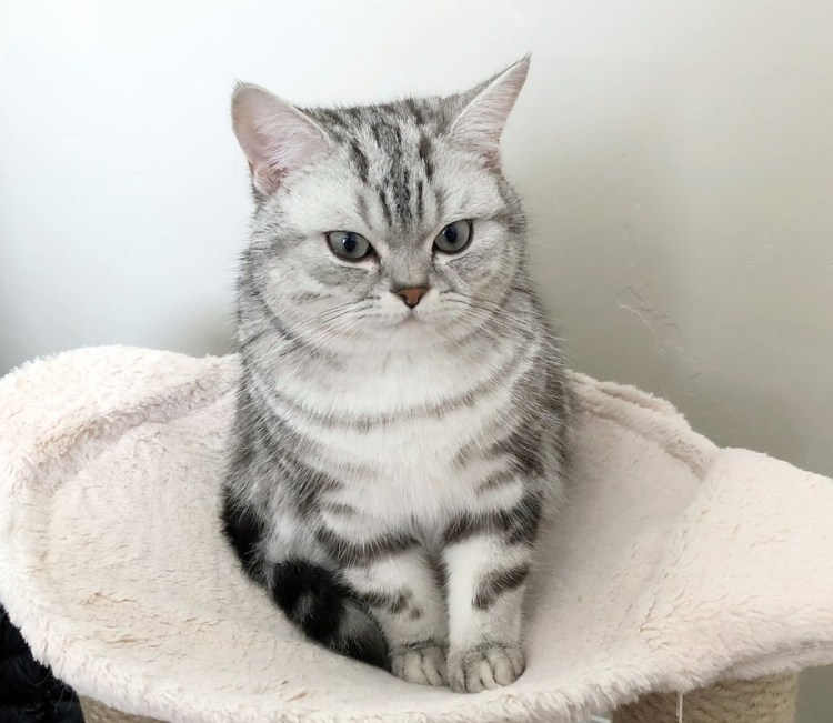 Табби макрель полосатый