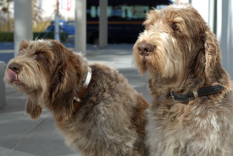 Итальянский гриффон