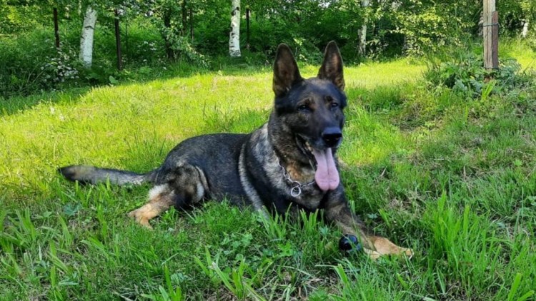 Пес волк Меркурий