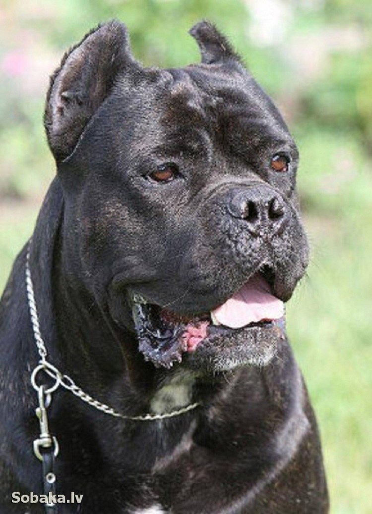 Кане Корсо собака